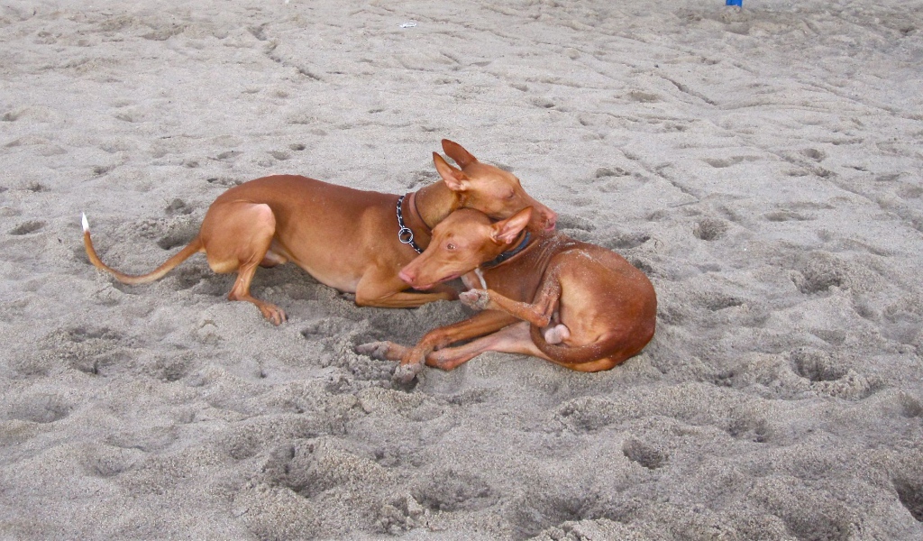 Пара фараоновых собак