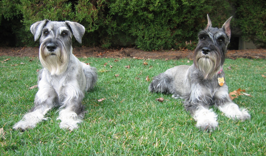 Пара шнауцеров лежит на траве