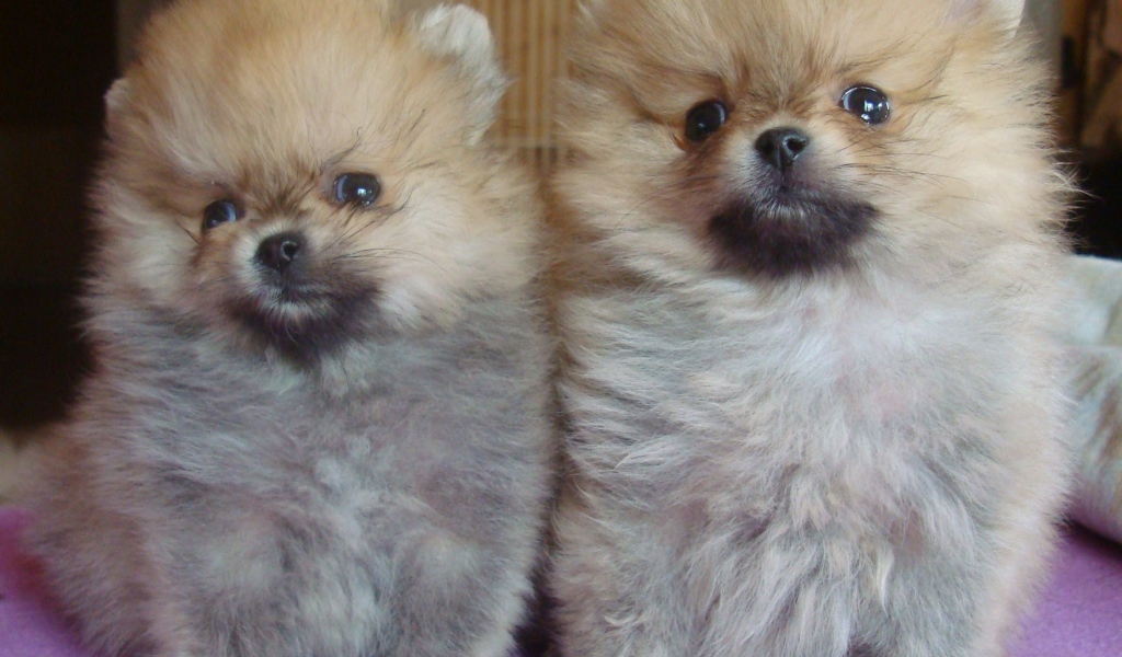 Пара щенков шпица