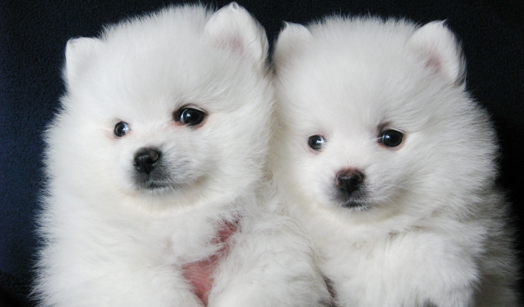 Пара щенков шпица