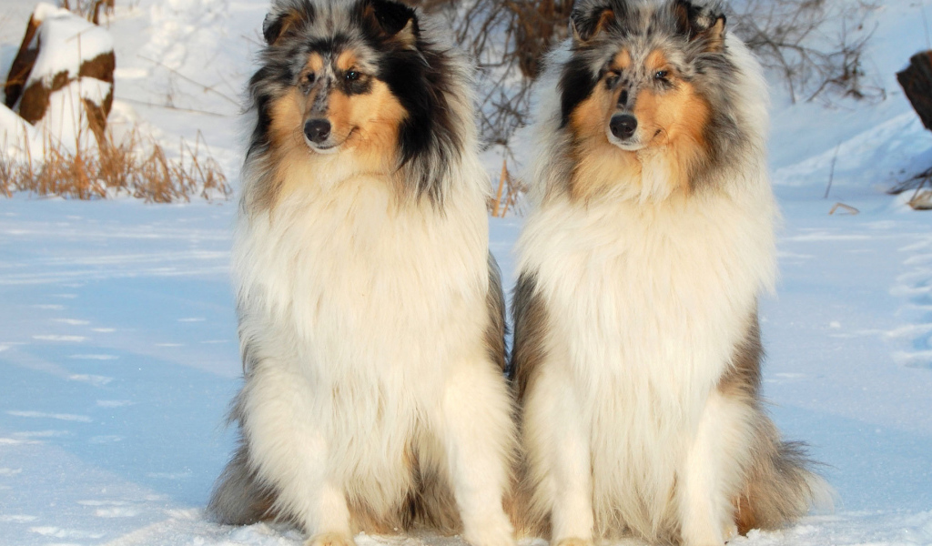 Couple collie in the snow