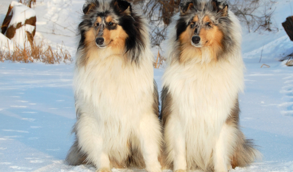 Пара колли на снегу