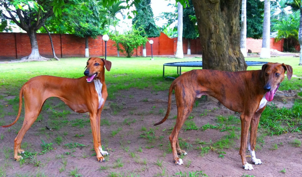 Пара собак азавак