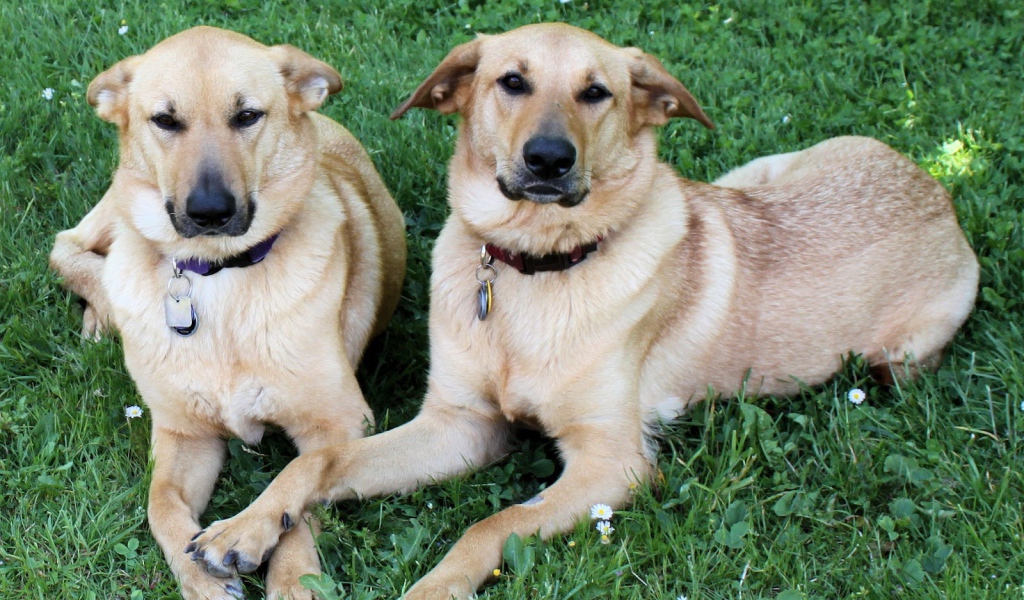 Пара собак чинук