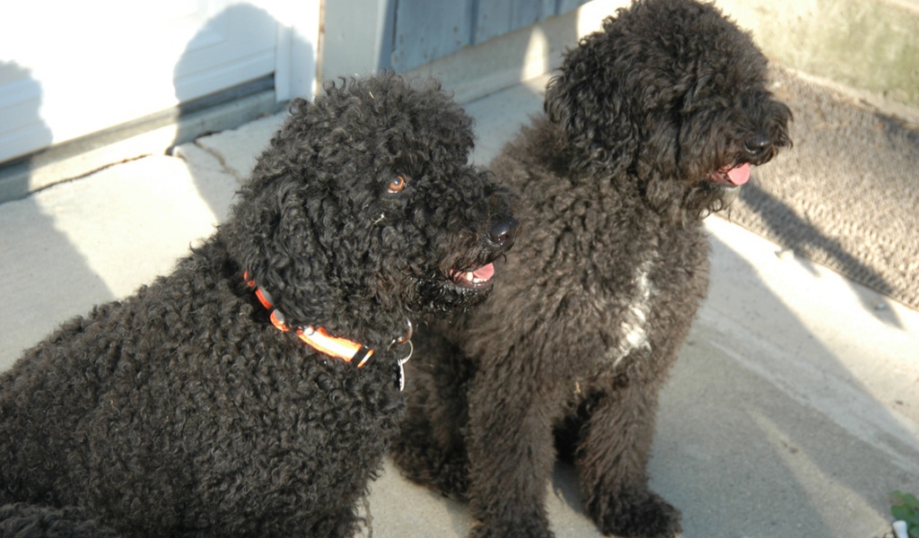 Пара собак барбет