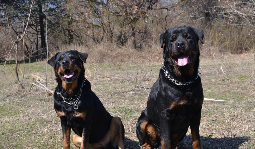 Пара веселых ротвейлеров