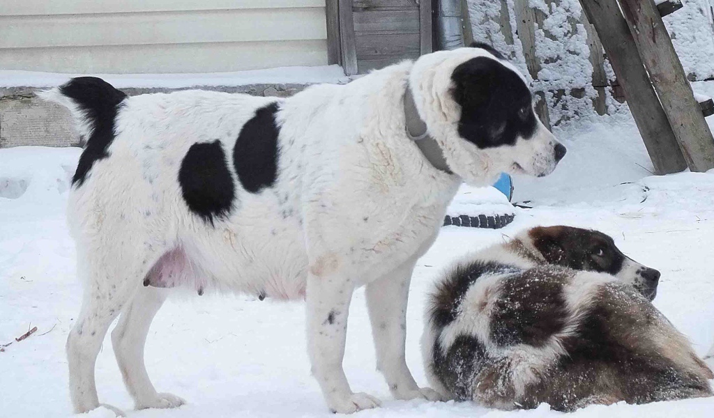 Пара алабаев на снегу