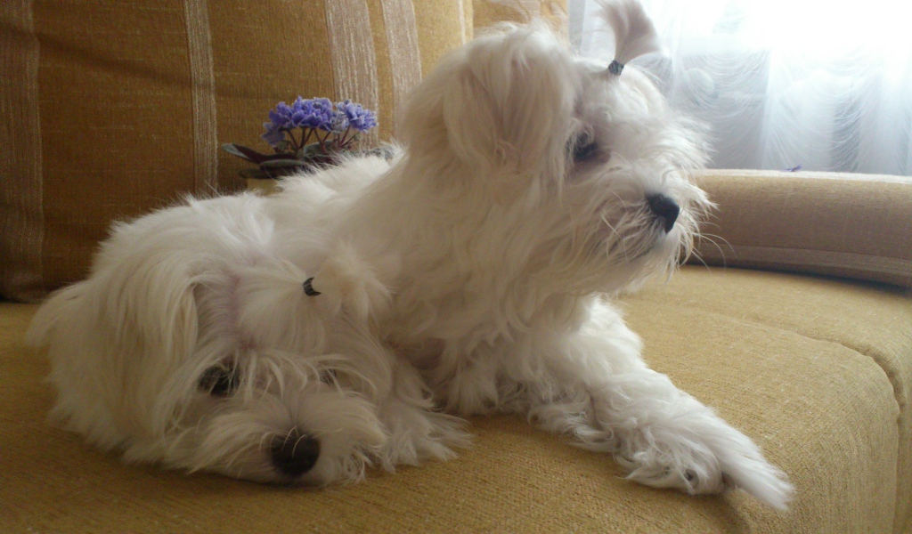 Пара болонок на диване