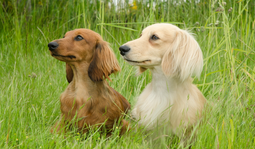 Пара такс на прогулке
