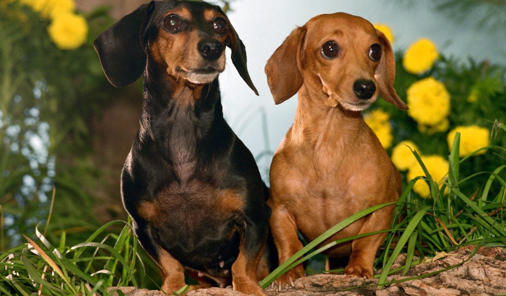 Пара такс среди цветов