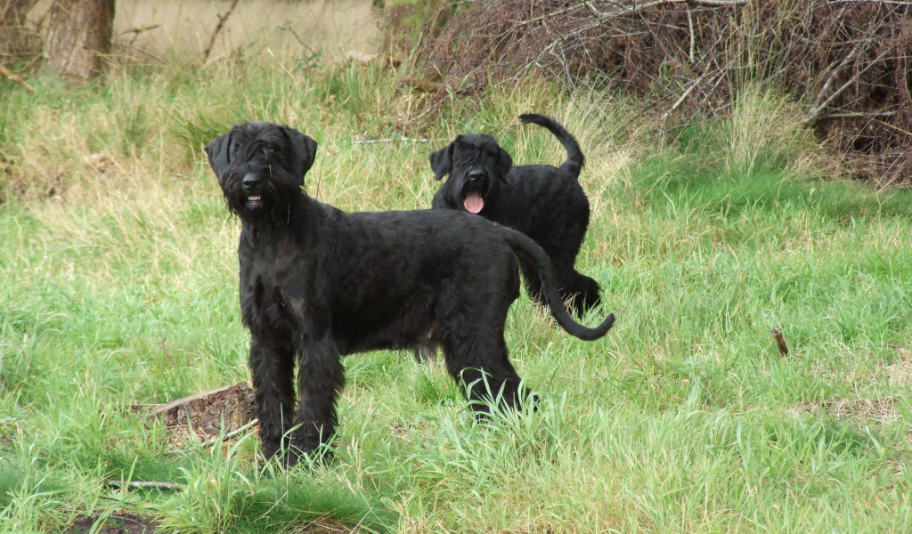 Пара шнауцеров на прогулке