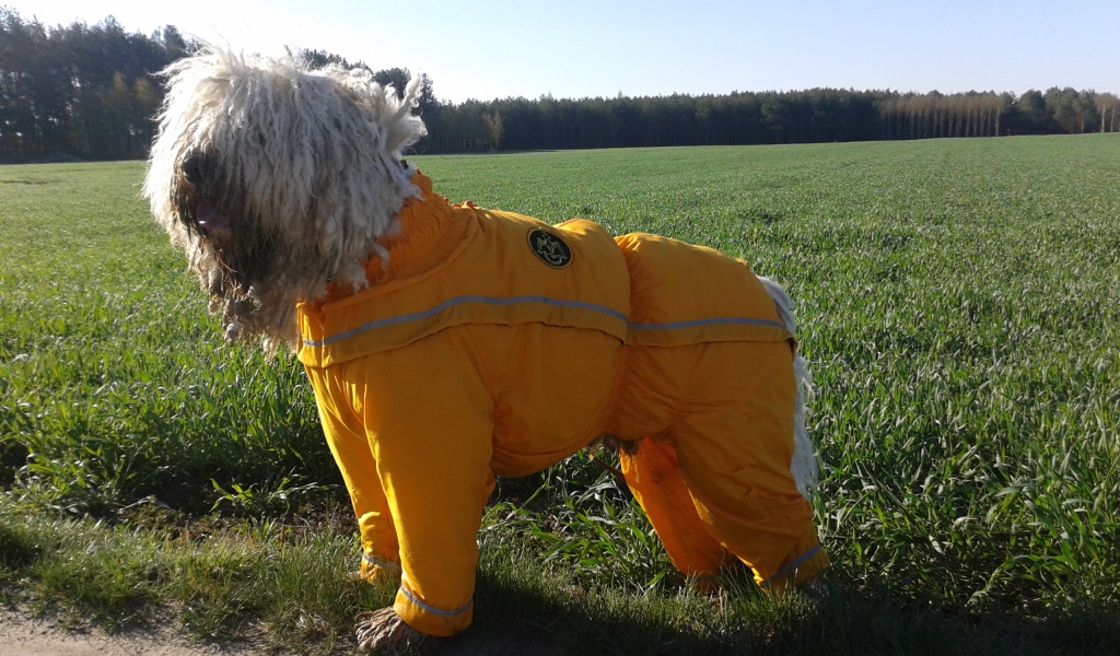 Комбинезон для комондора