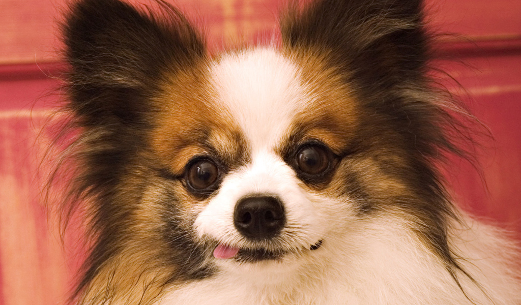 Сумасшедшие глаза у шпица