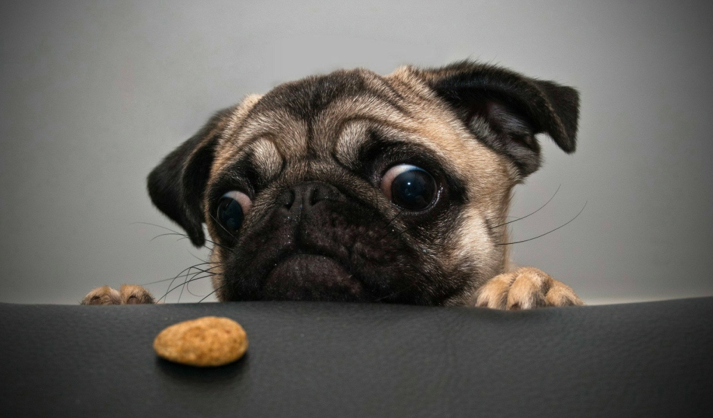 Отчаянный мопс