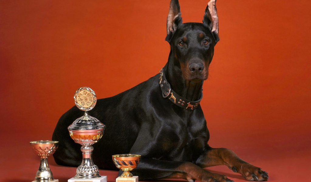 Кубки и доберман