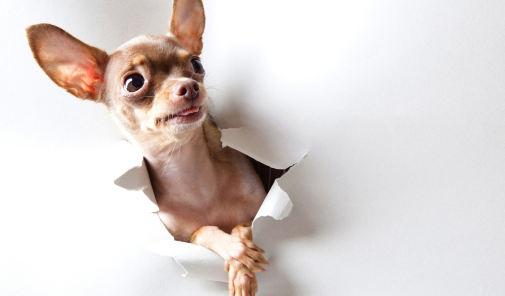 Любопытная собачка чихуахуа