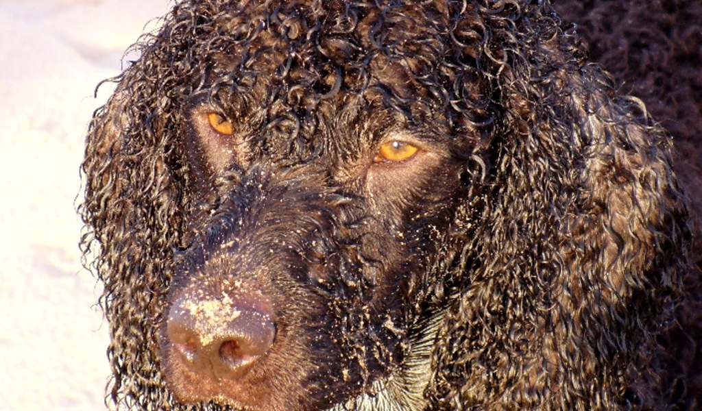 Кудряшки у ирландского водяного спаниеля