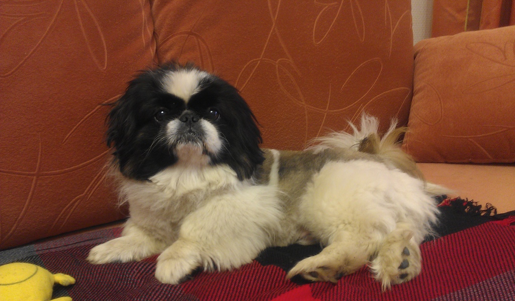 Милый пекинес на диване