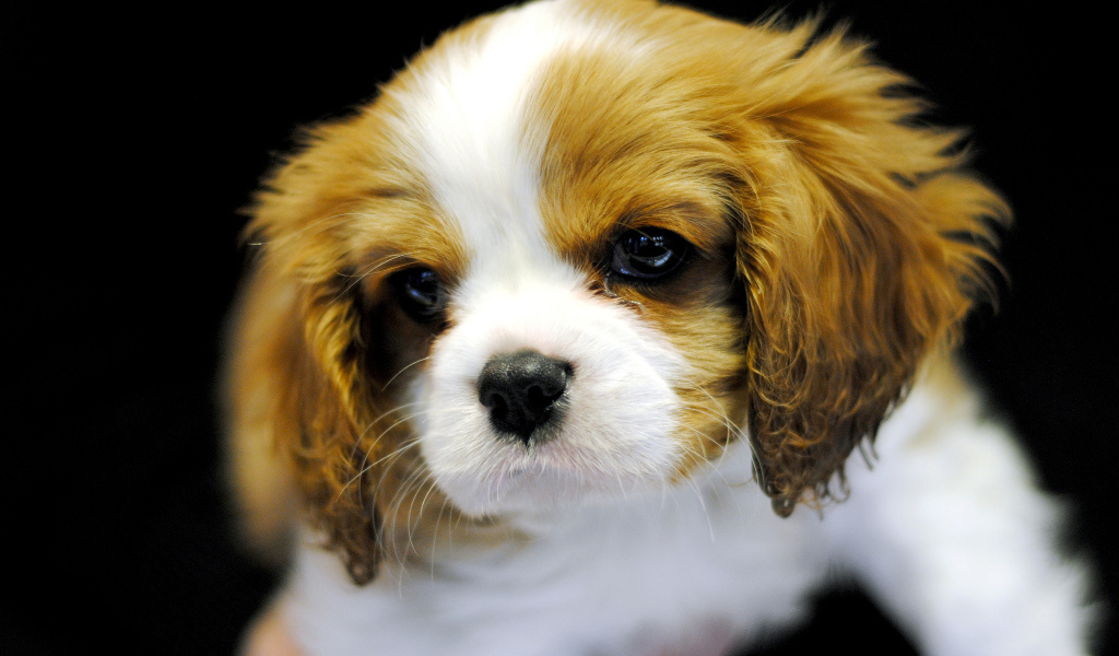 Милый щенок кавалер кинг чарльз спаниеля