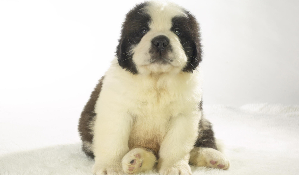 Милый щенок сенбернара