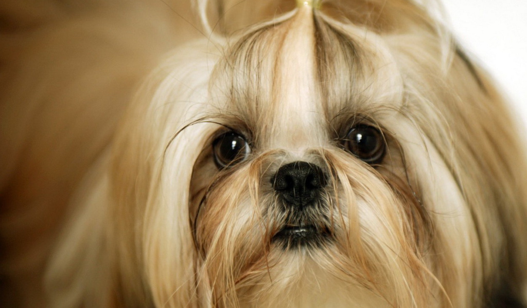 Милая собака шитцу
