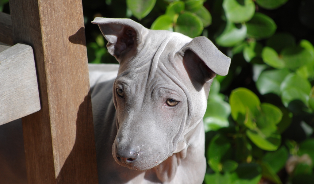 Симпатичный тайский риджбек