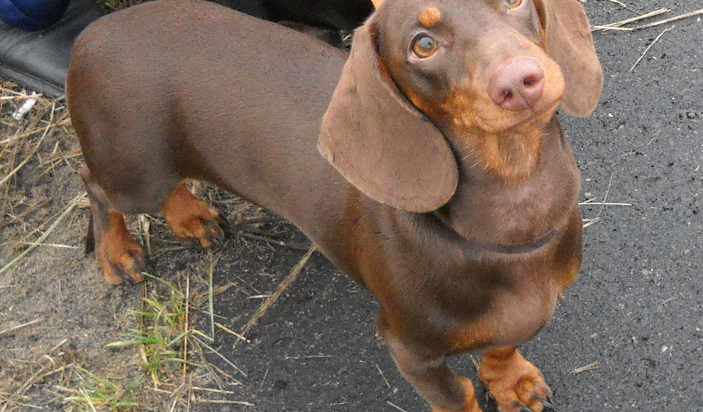 Милая коричневая такса