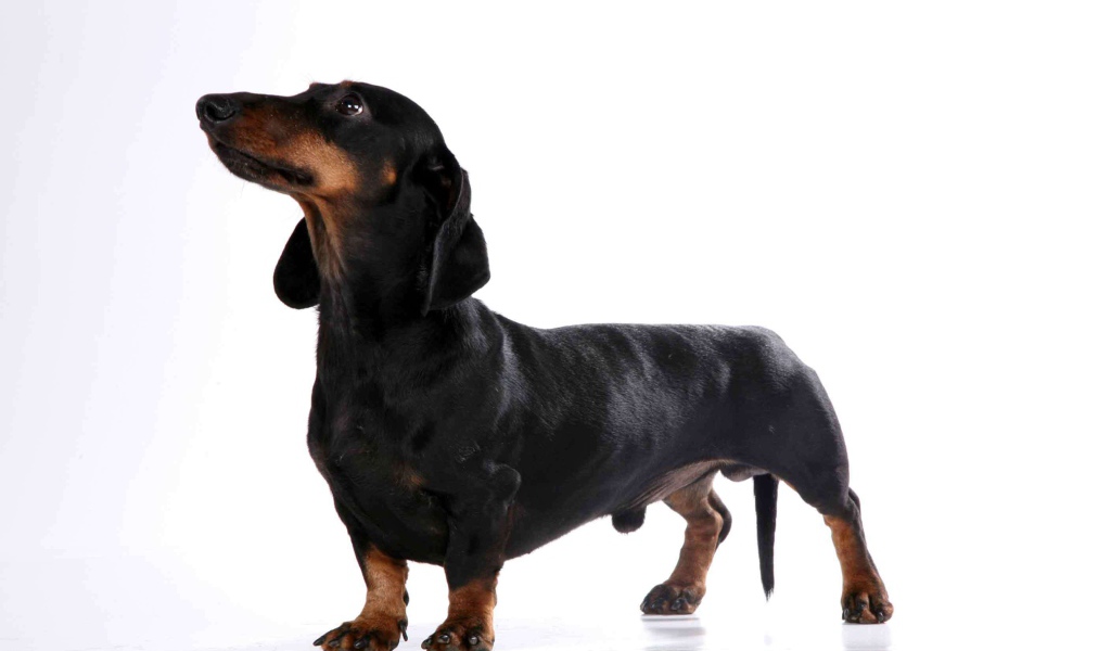 Милая собака такса