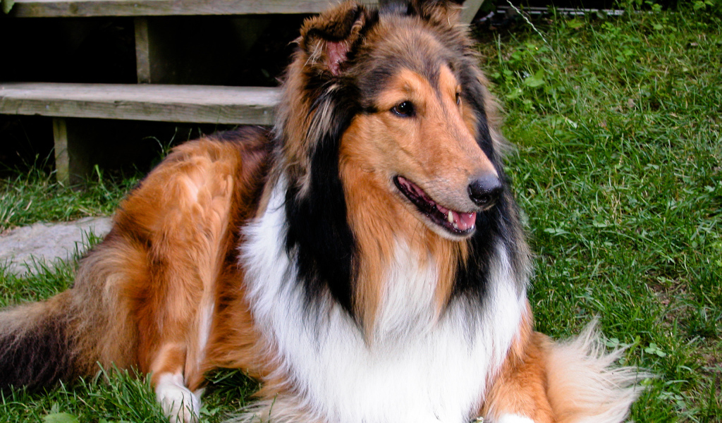 Милый пес колли