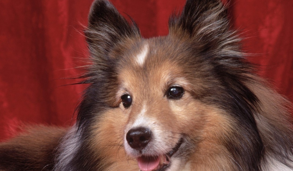 Милая собачка колли