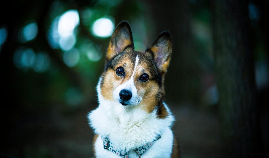 Милая собачка вельш-корги