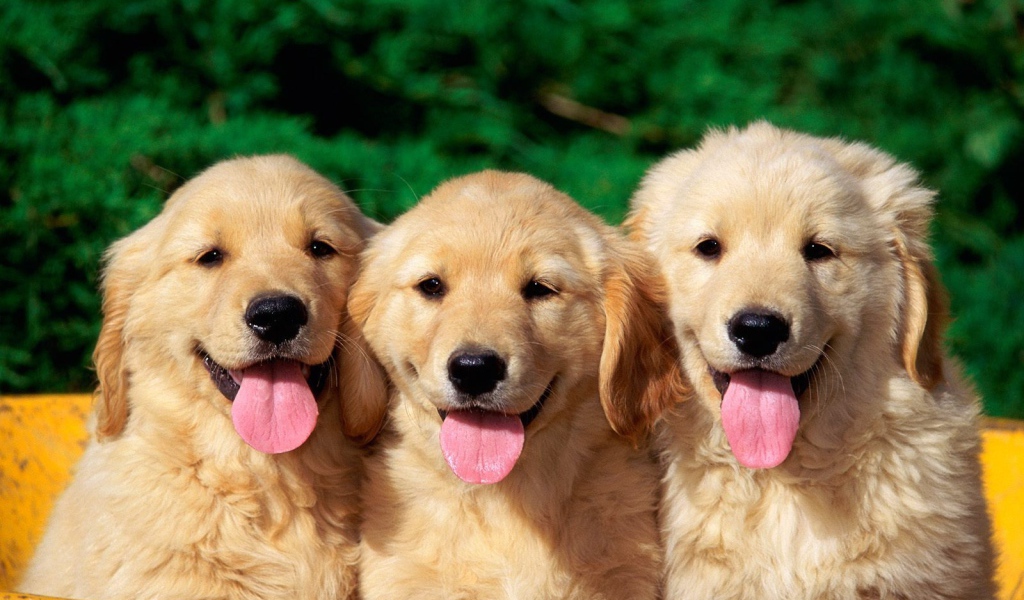 Милые собаки