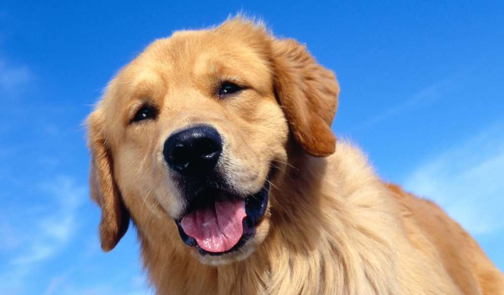 Милый золотой ретривер