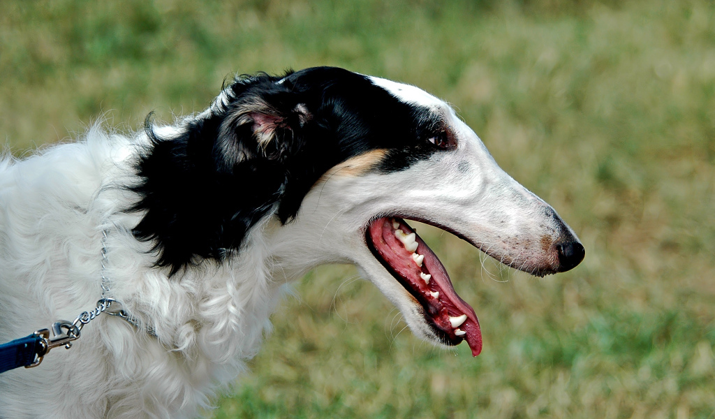 Милая борзая собака