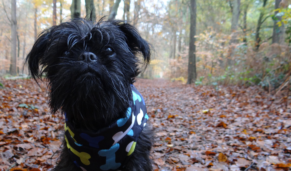 Симпатичный комбинезон аффенпинчера