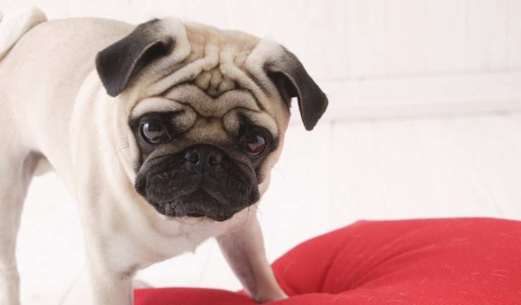 Милый любимый пес