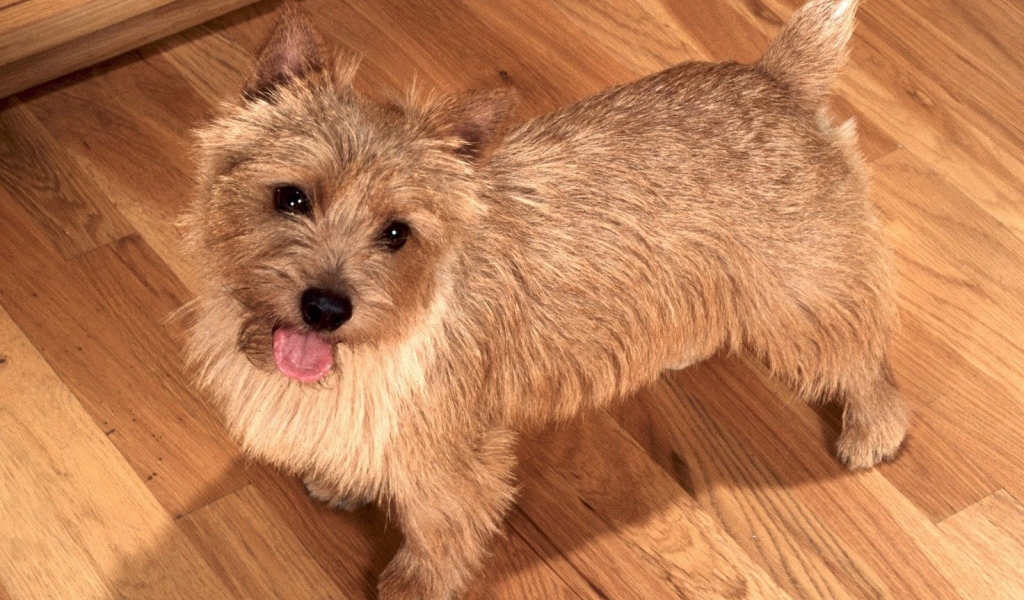 Милый норфолк терьер на полу