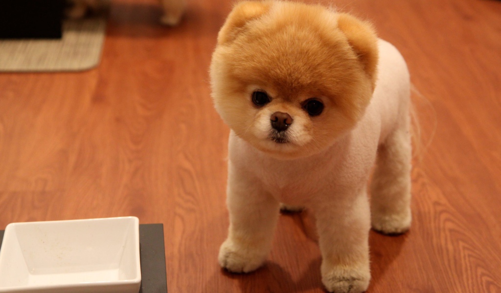 Милая собака