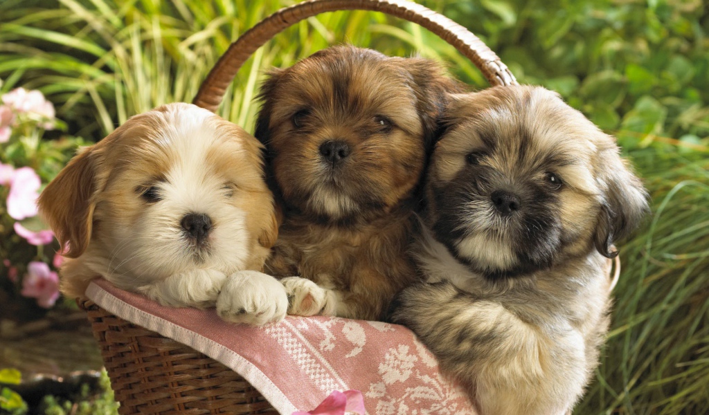 Красивые щенки