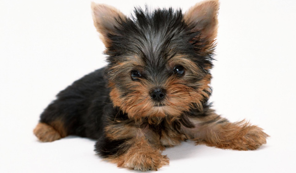 Милый щенок йоркширского терьера