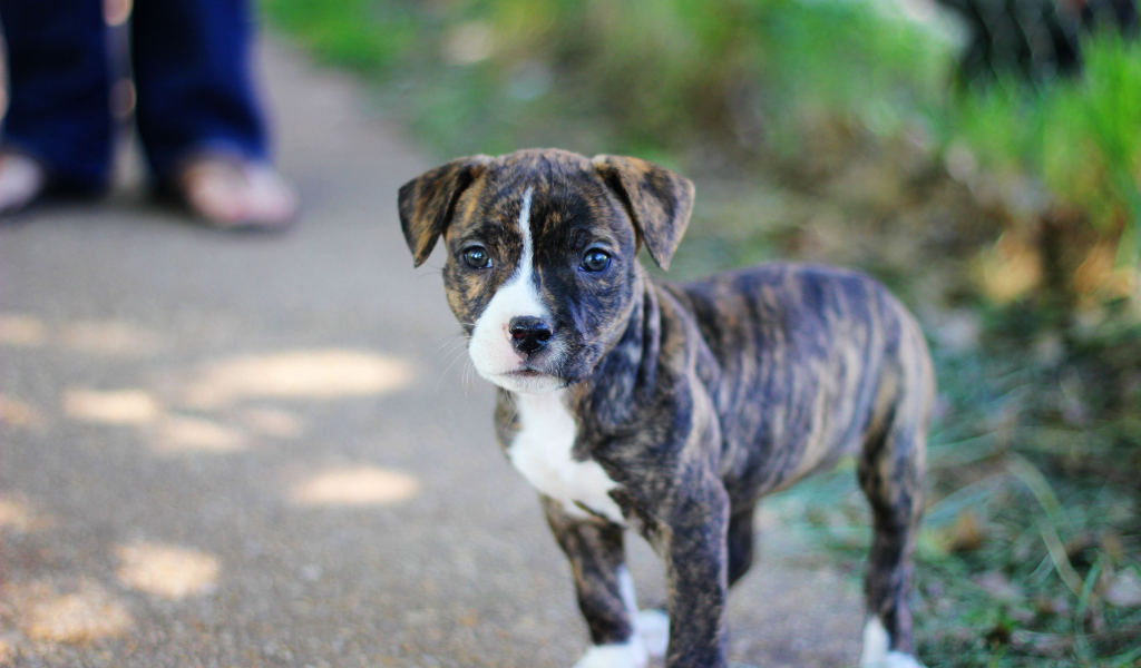 Милый щенок питбуля