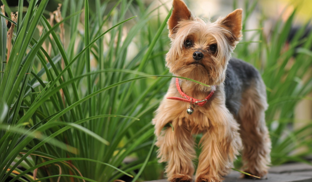 Милый лохматый песик