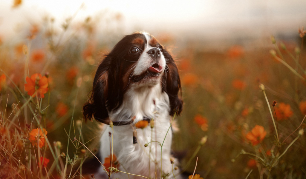 Cute spaniel among the flowers