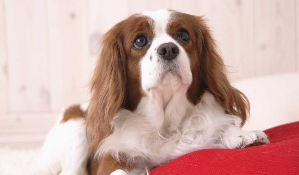 Милашка проснулся