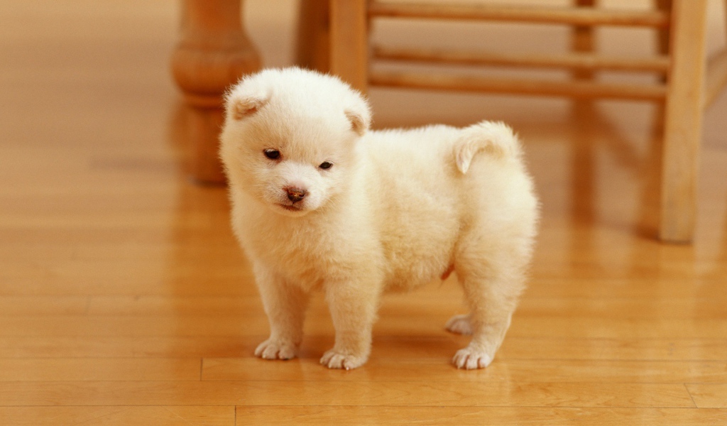 Очаровательный щенок