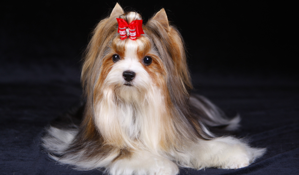 Милашка бивер йорк