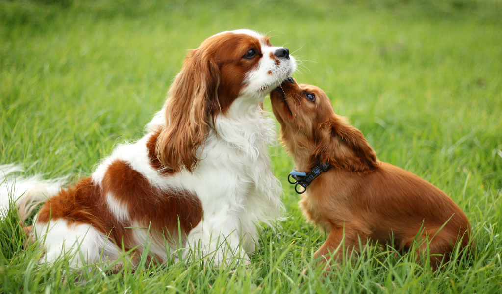Милашки кавалер кинг чарльз спаниели