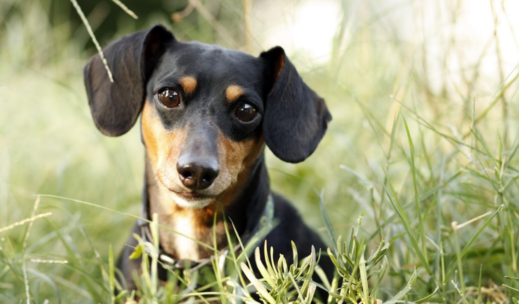 Милашка такса в траве
