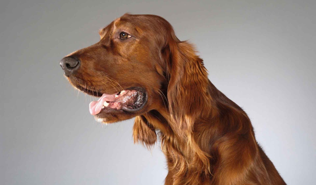 Милашка английский кокер спаниель