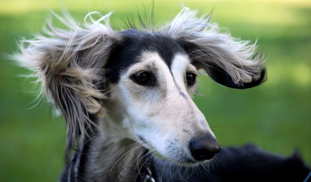 Милашка собака салюки